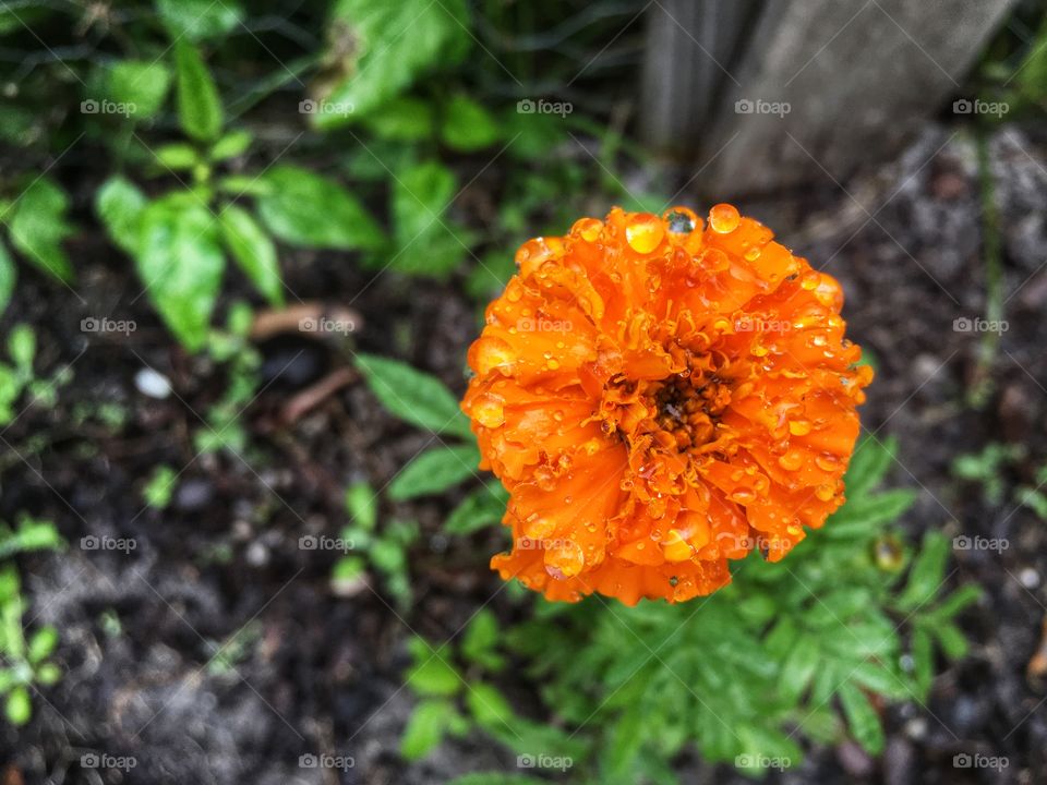 Raindrop kisses against a vibrant marigold 