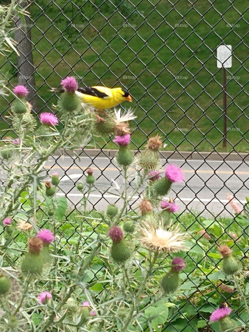 eating thistle