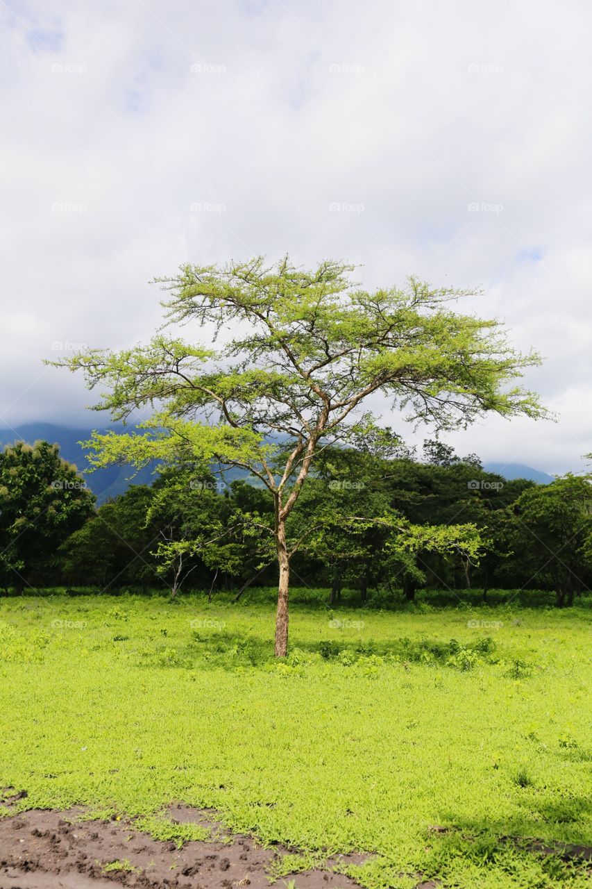 lonely tree in landscape field