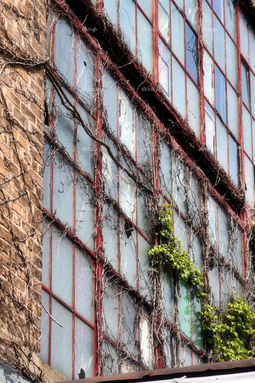 Windows of Old. If windows could talk and tell the stories of those that have seen through them.