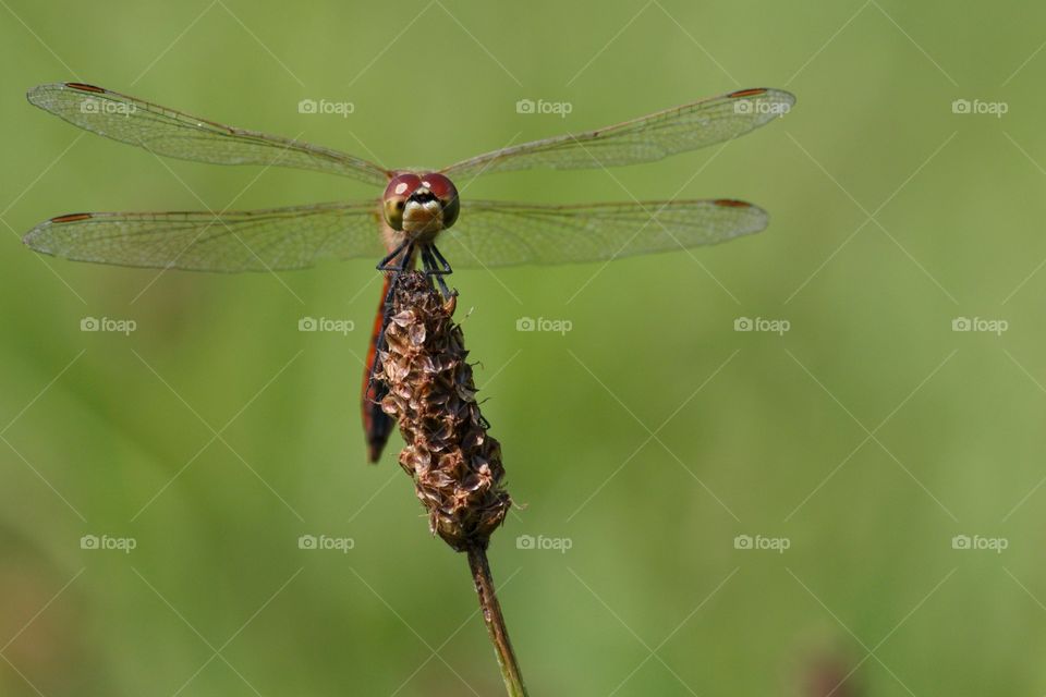 Dragonfly