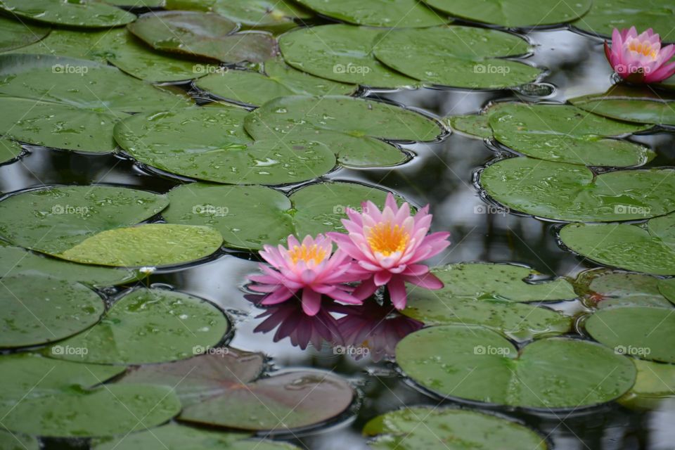 water lily