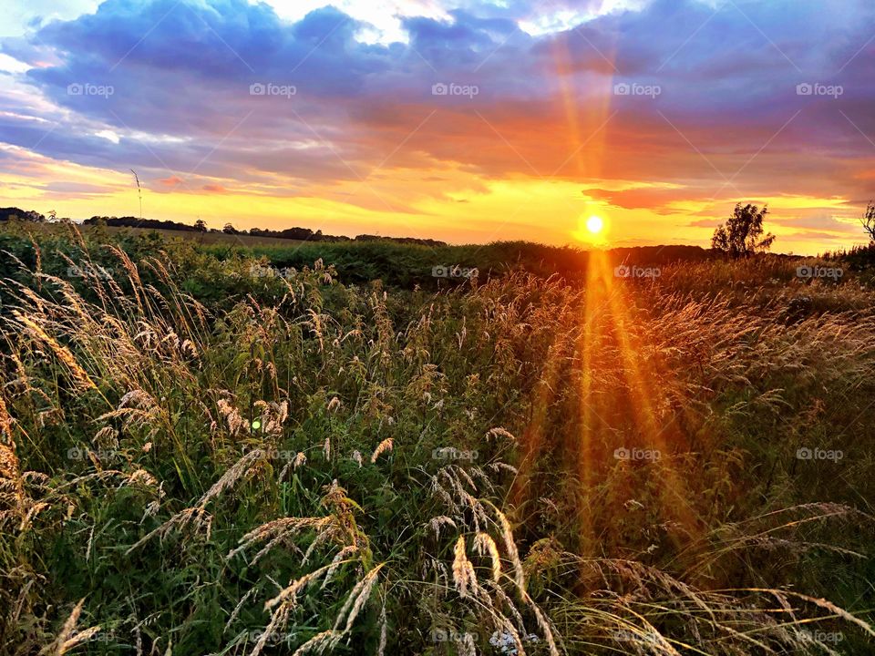 Beautiful summer sunset over English country meadows. 