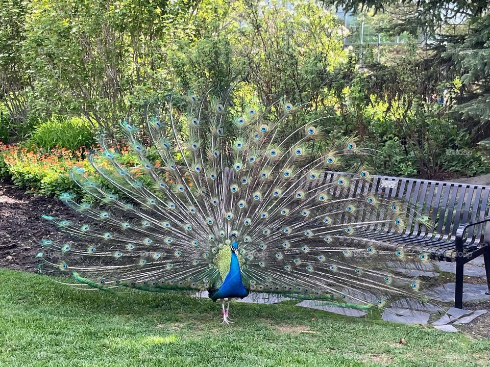 Peacock
