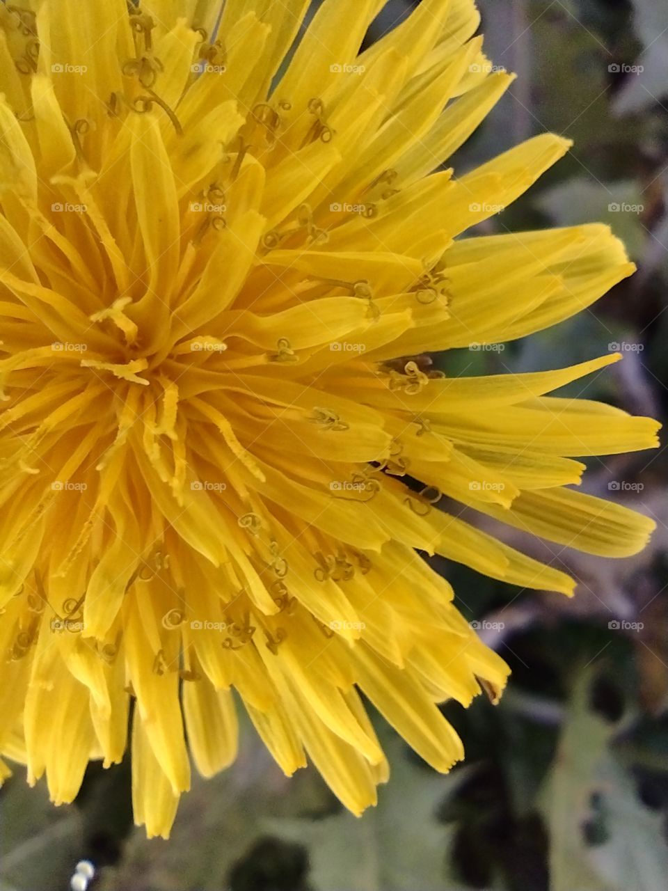 Unfiltered lovely dandelion
