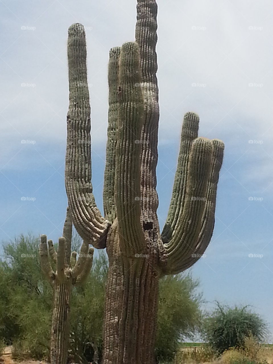 saguaro