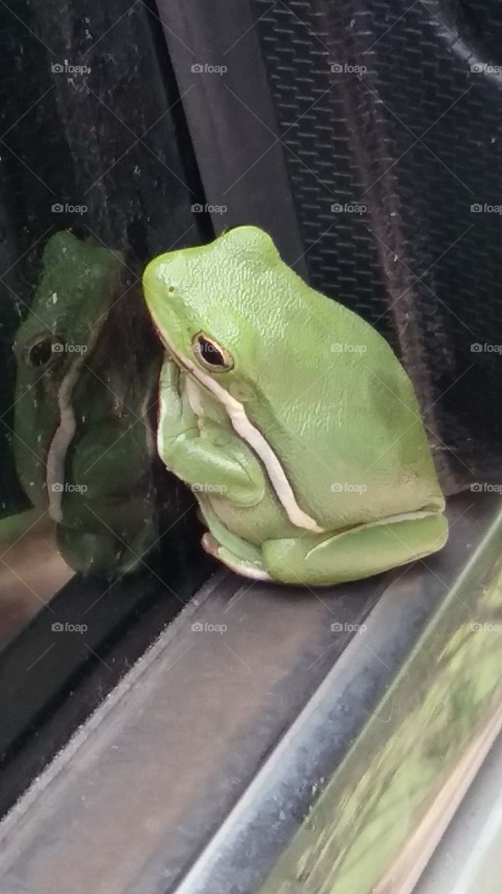 green frog