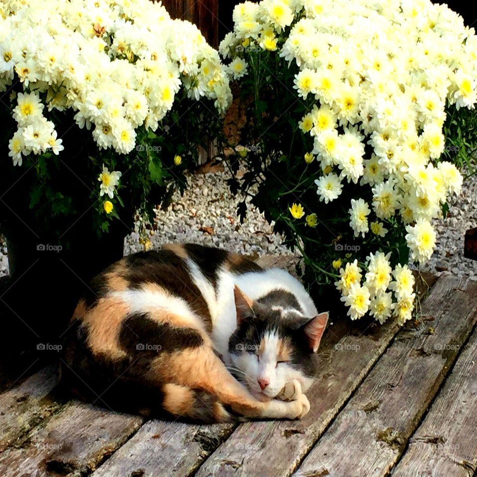 A very lazy day for this pet