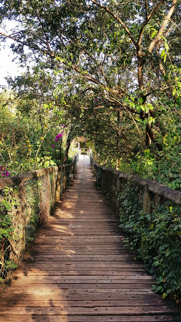 ponte no Parque Eloy Chaves, caminhos