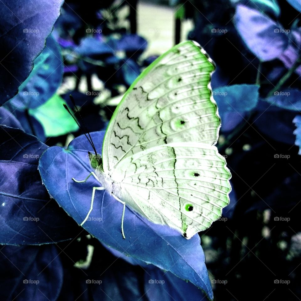 colour butterfly