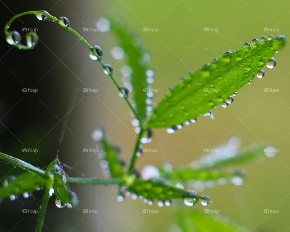 Dew