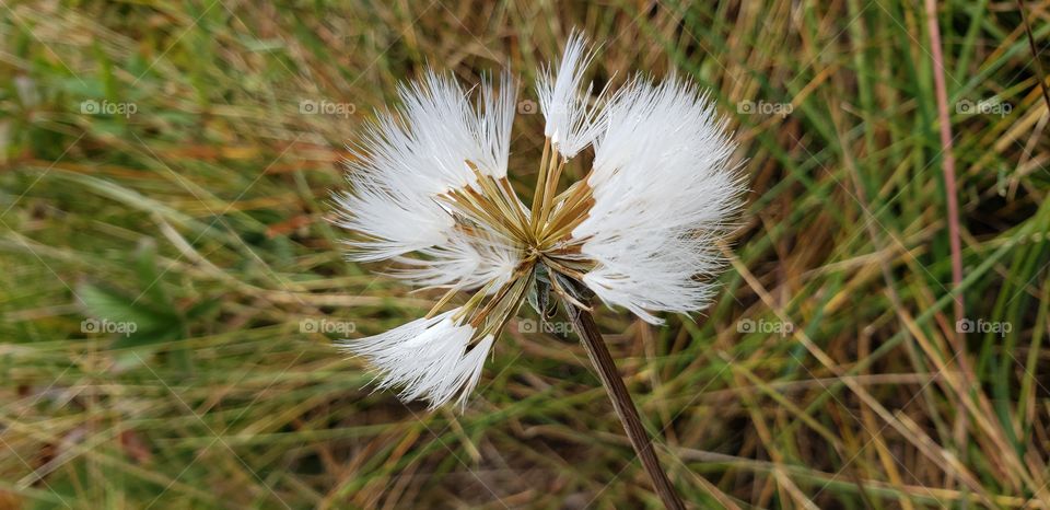 Dandelion flower to seeds