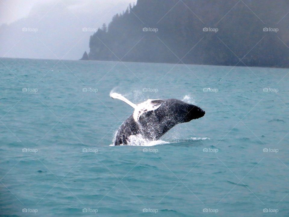 Whale 