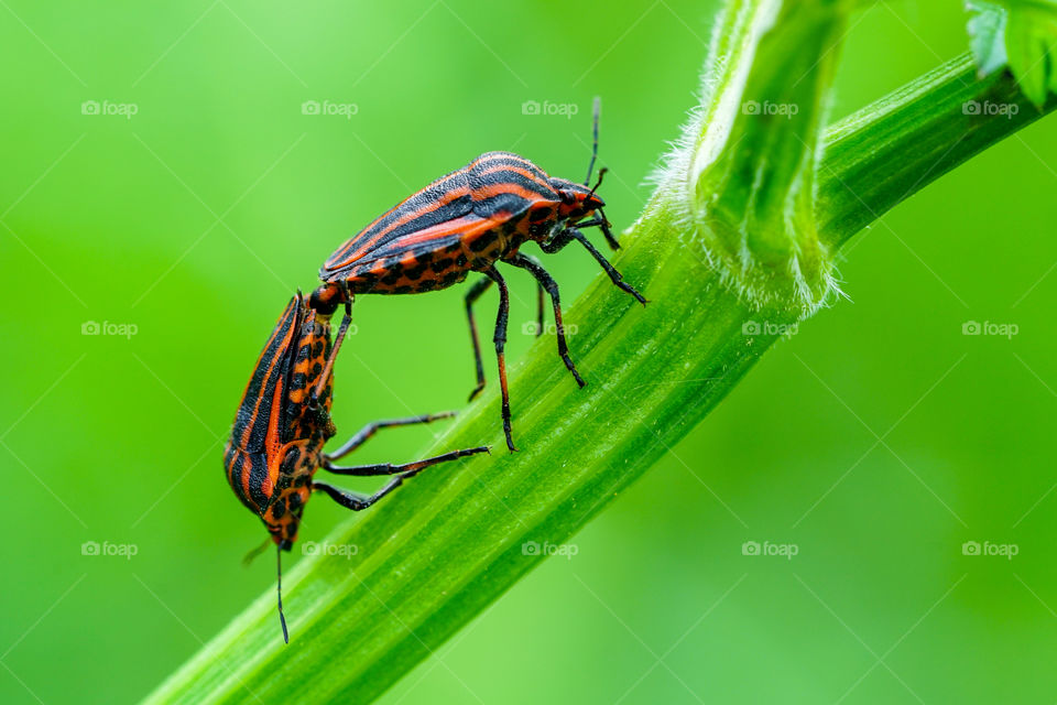 italian striped bug graphosoma lineatum italicum mating on blurred green background