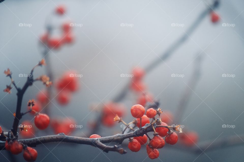 Red berries on a foggy day