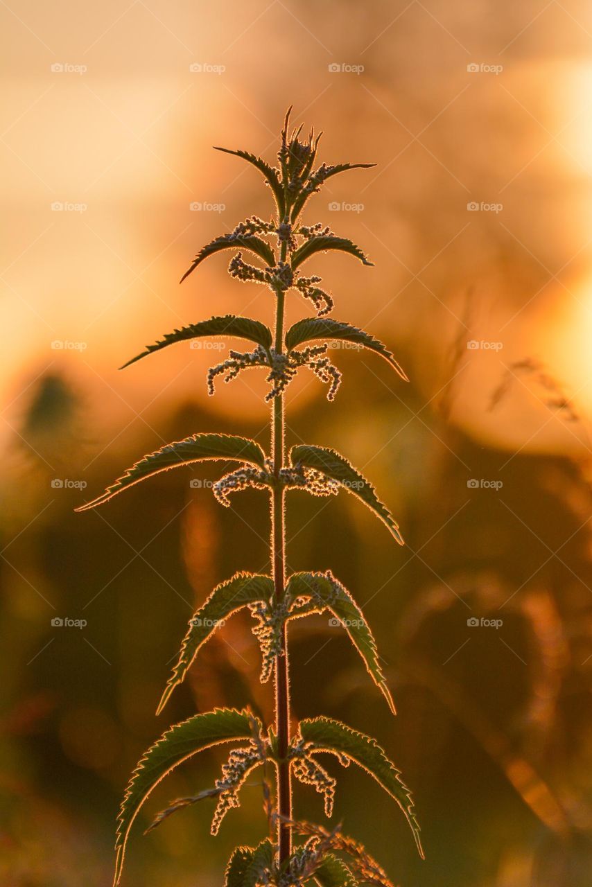 "Nettle (Uritca) in sunset"