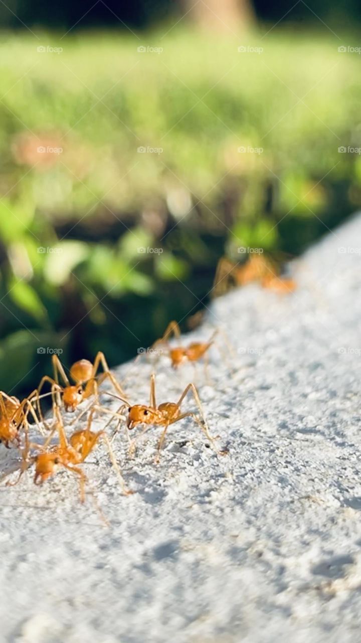 Ants