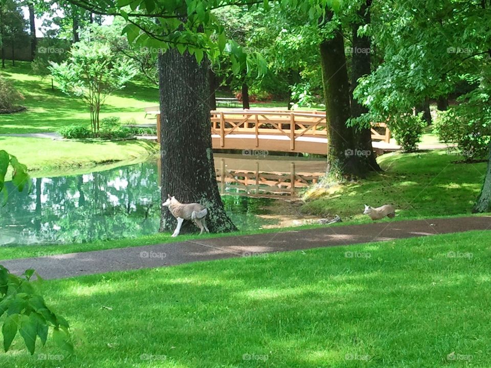 Lush Park 4. A very green park with a lake and bridge.