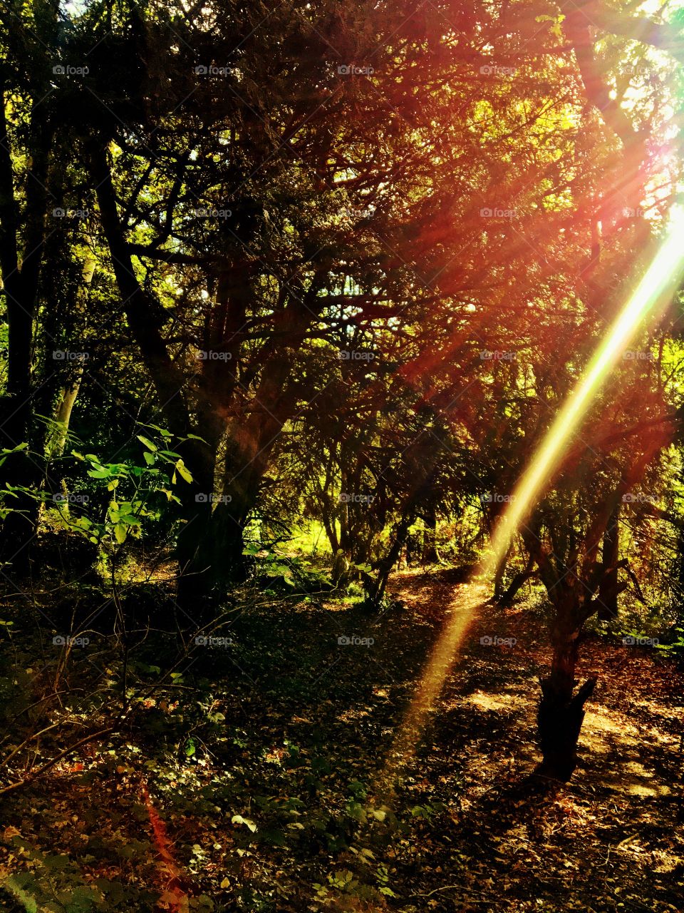 Autumn sunlight in the dark woods