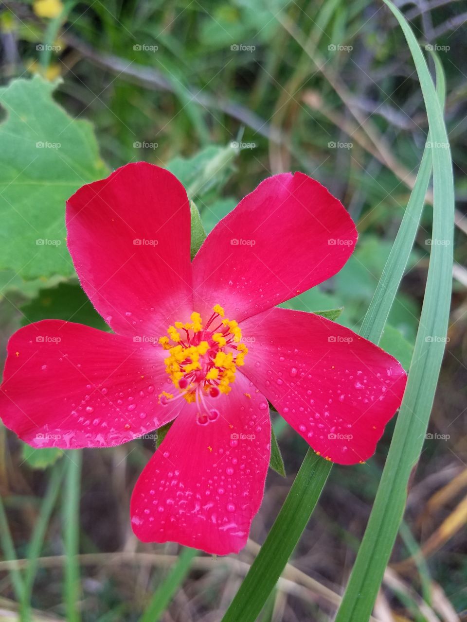 Wild Texas Flower