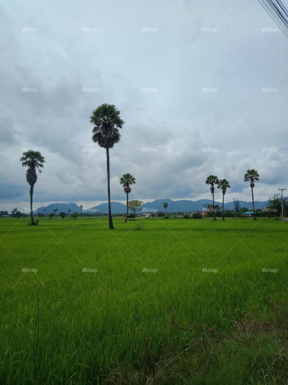 Rice field