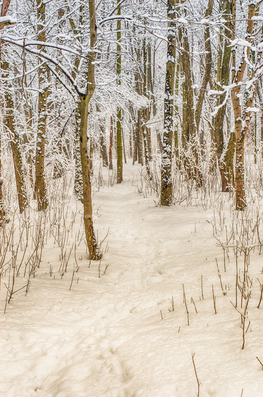 Forest in every season