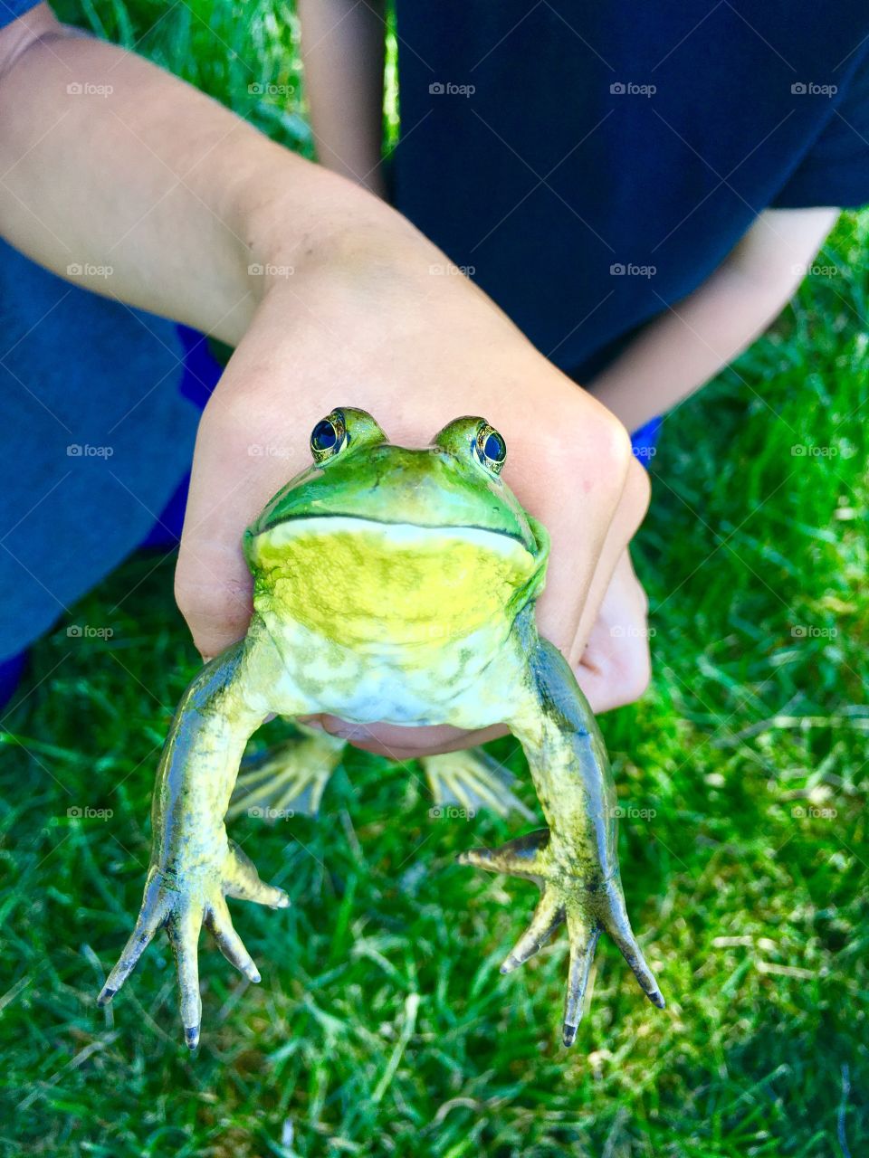 Green story. Green frog. Ribbit. Frog legs. Huge. Jump. Catch. Pet.