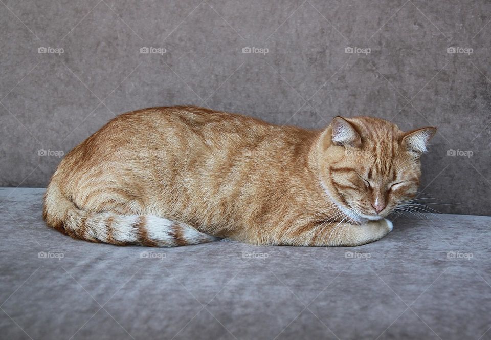 Red cat sleeping  in grey sofa