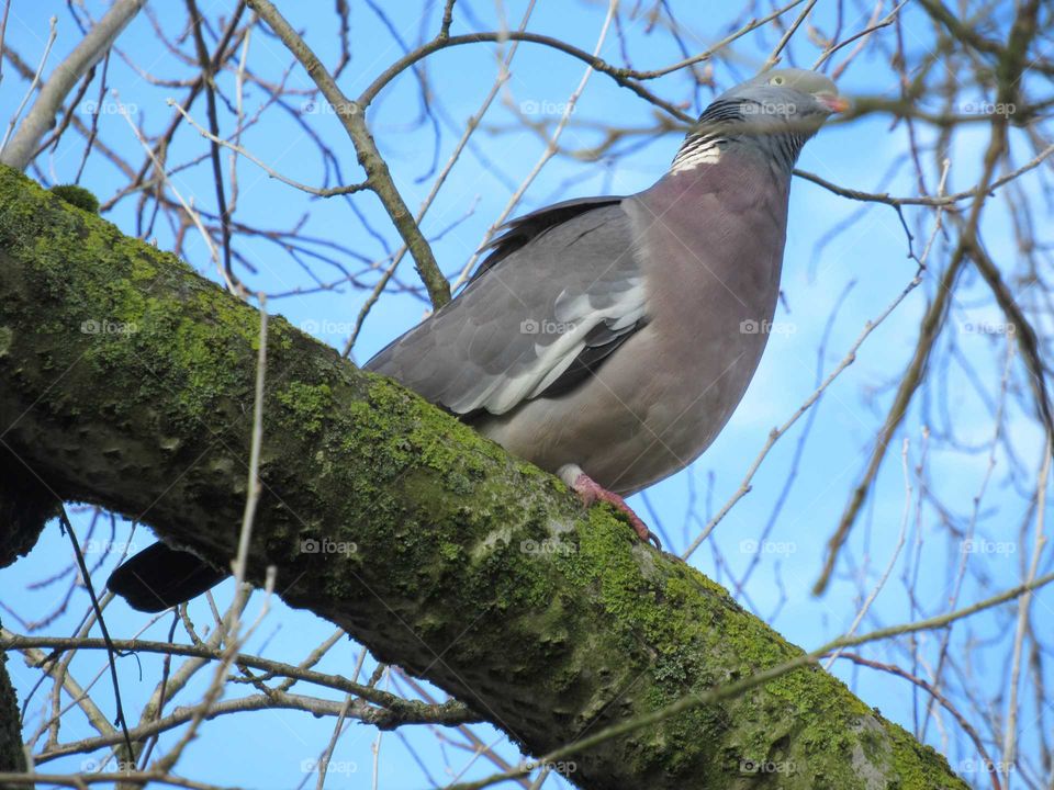 Wood pigeon