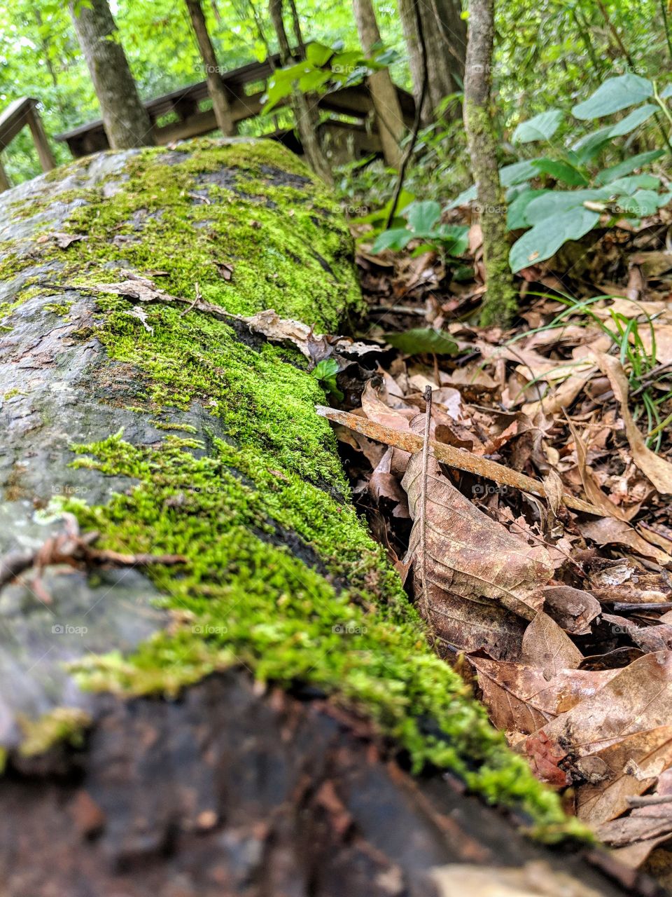 Moss on fallen tree