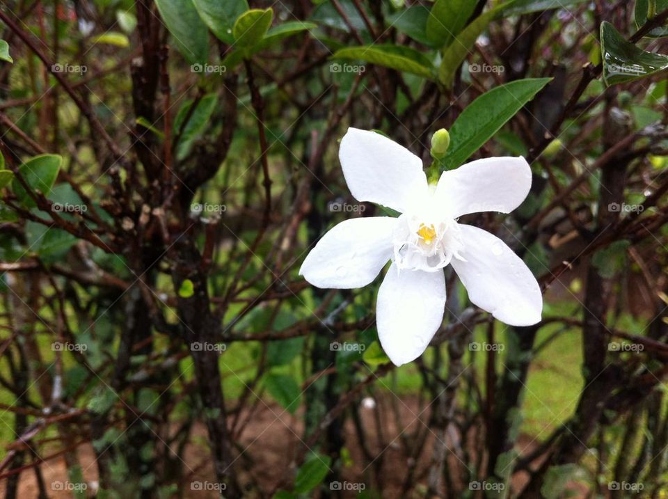 White Flower