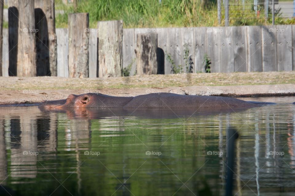 Hippo 