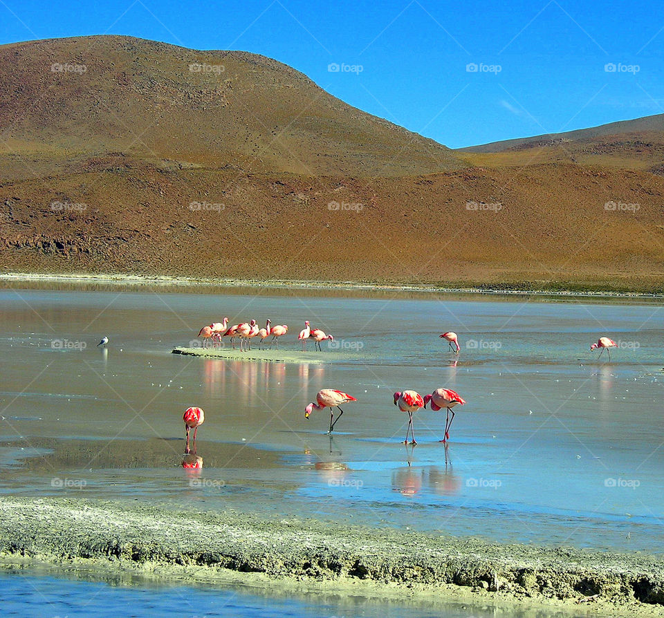 flamingos on the bolivian coloured salares