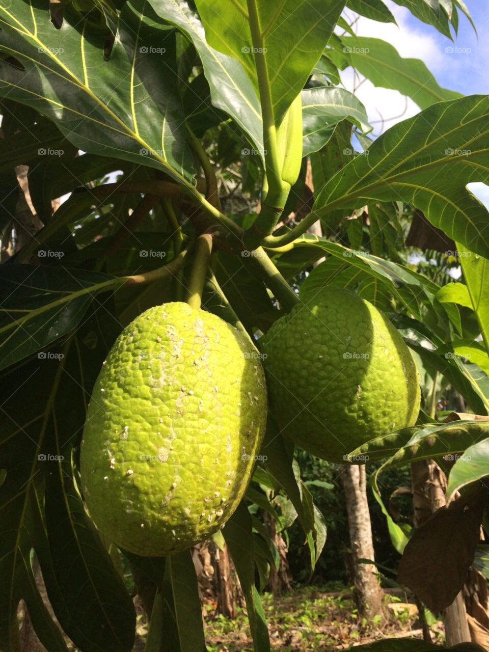 Breadfruit. Green breadfruit hanging from a tree