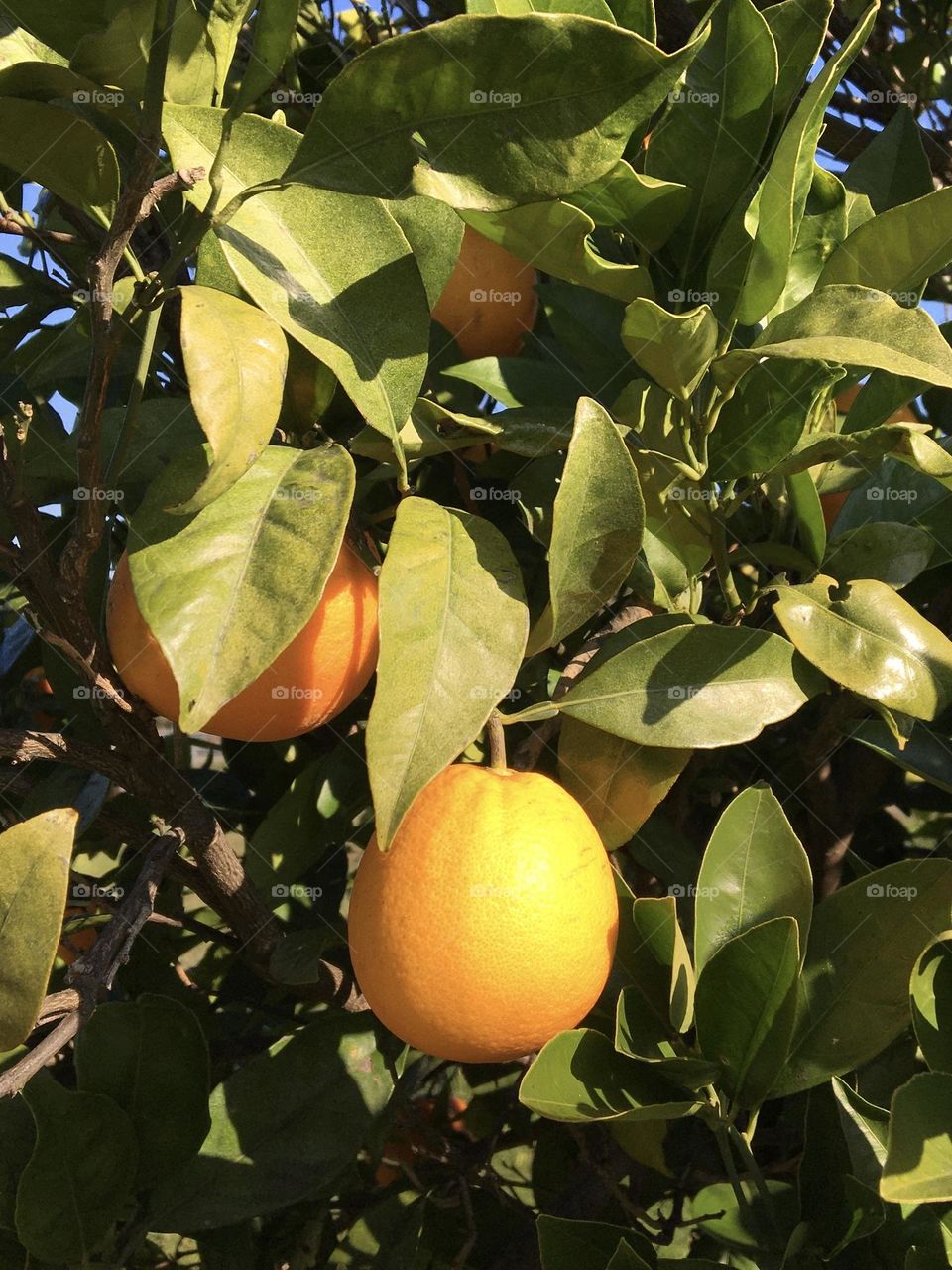 Oranges on the tree 