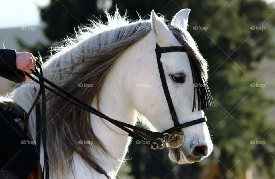 A Person sitting on horse