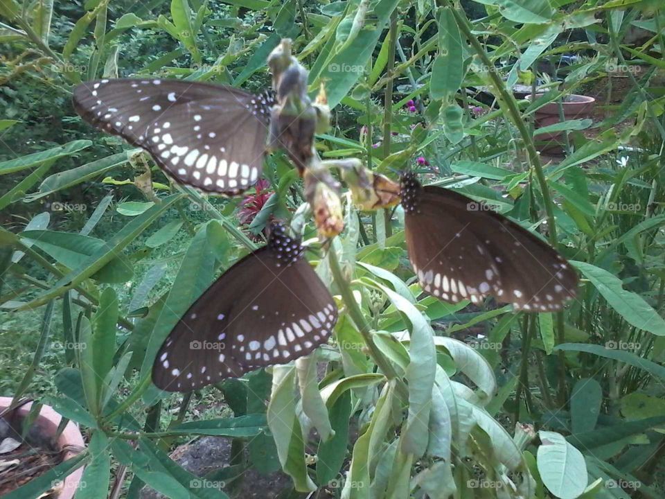 I love butterfly