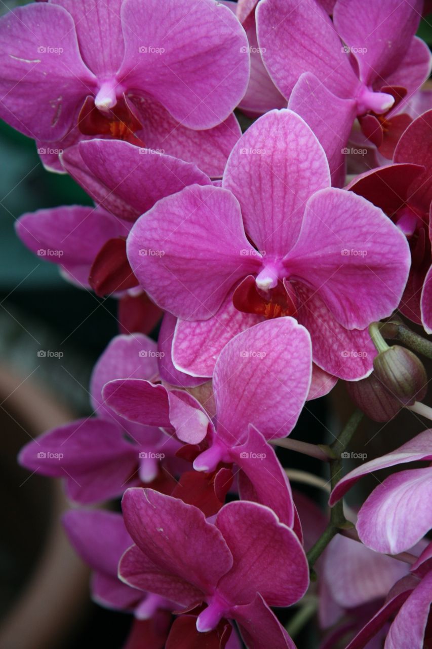 Flowers, orchids, pink 