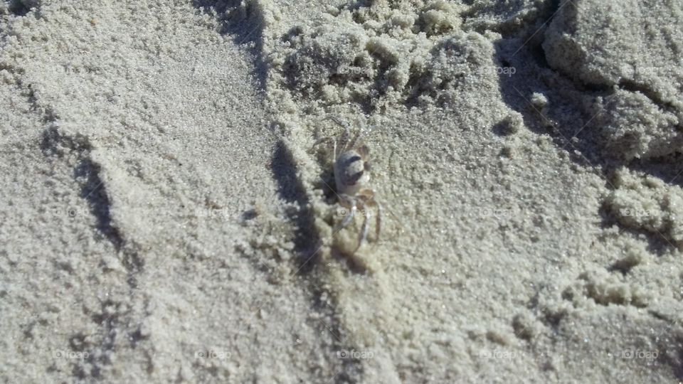 Ghost crab