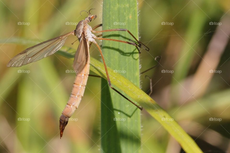 Crane Fly