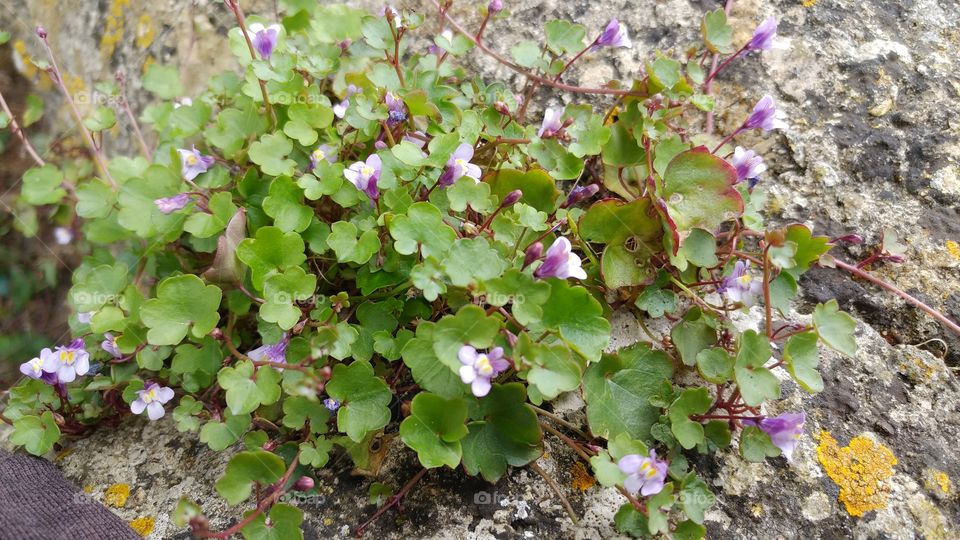 flowers