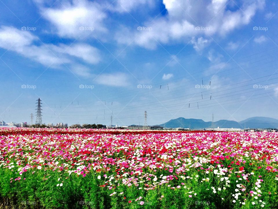 cosmos field
