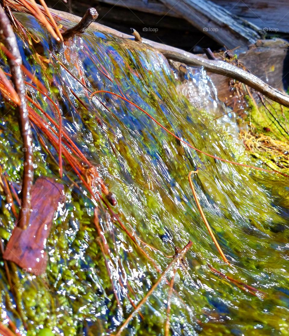 Springtime moss under snowmelt