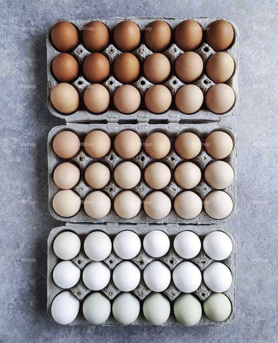 The colors of chicken eggs