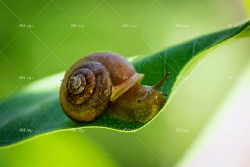 An Asian Tramp Snail is living on the edge. 