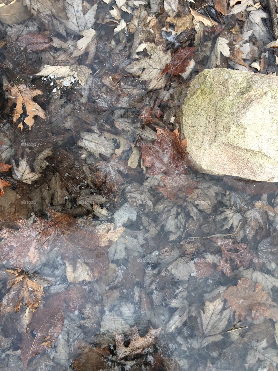 Frozen leaves