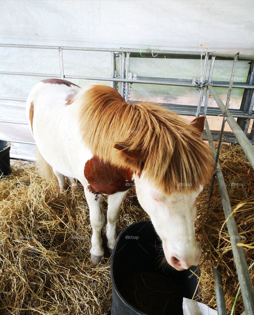Horse with blond hair
