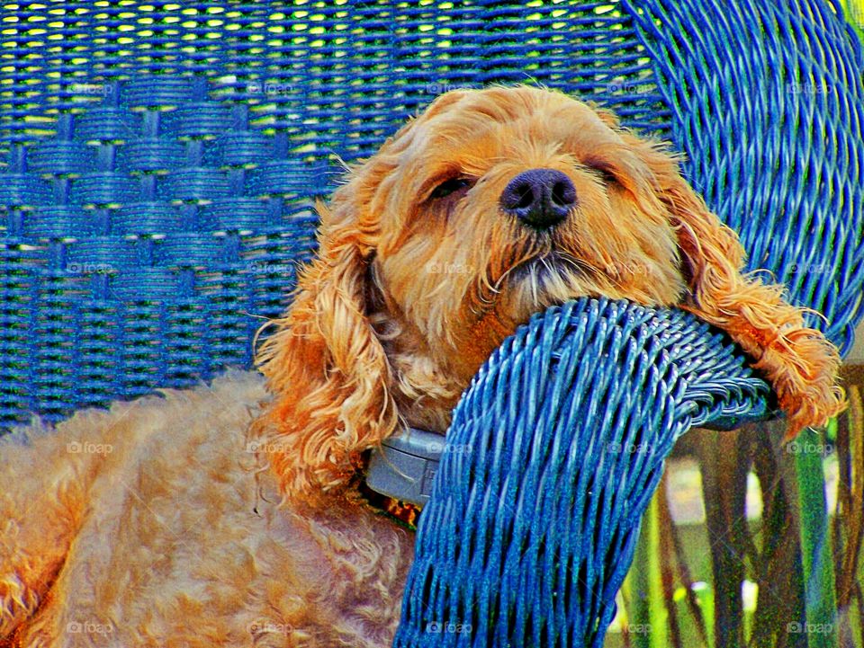 Dog resting on chair