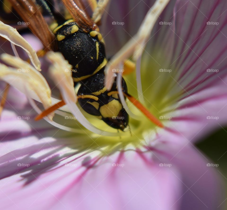 Wasp looking for nectar
