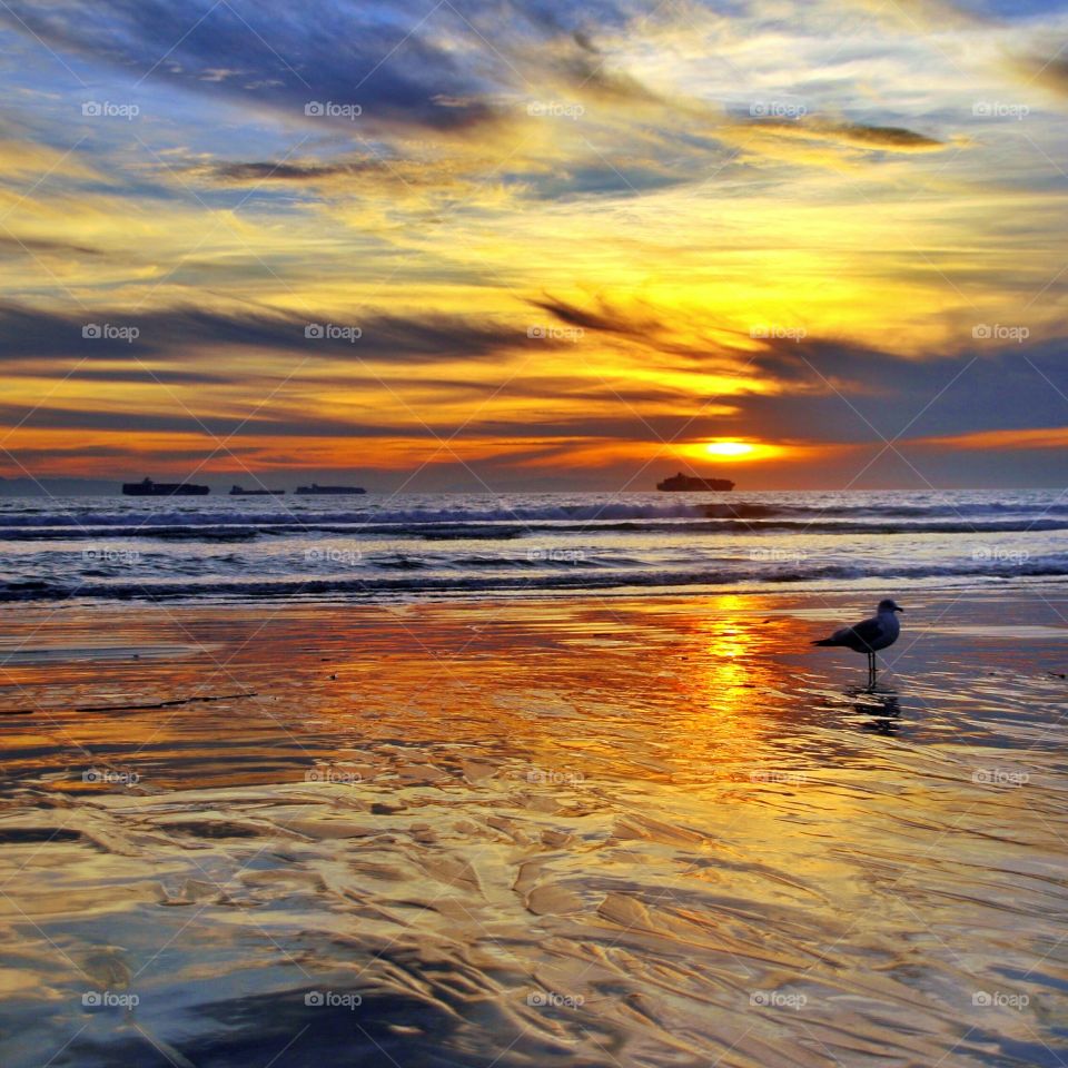 Seagull at beach during sunset